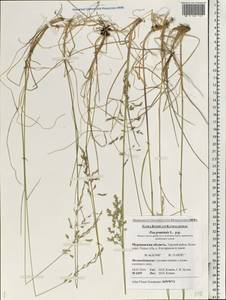Poa pratensis L., Eastern Europe, Northern region (E1) (Russia)