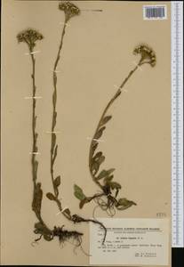 Achillea lingulata Waldst. & Kit., Western Europe (EUR) (Bulgaria)