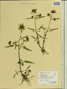 Bidens radiata Thuill., Eastern Europe, Volga-Kama region (E7) (Russia)