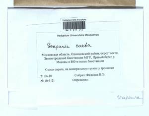 Scapania curta (Mart.) Dumort., Bryophytes, Bryophytes - Moscow City & Moscow Oblast (B6a) (Russia)