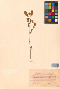 Trifolium arvense L., Eastern Europe, Moscow region (E4a) (Russia)