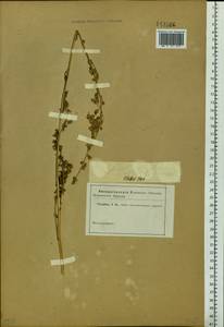 Artemisia laciniata Willd., Siberia (no precise locality) (S0) (Russia)