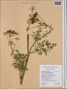 Conium maculatum L., Western Europe (EUR) (United Kingdom)