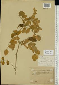 Astragalus glycyphyllos L., Eastern Europe, Central region (E4) (Russia)