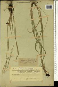 Achnatherum virescens (Trin.) Banfi, Galasso & Bartolucci, Caucasus, Azerbaijan (K6) (Azerbaijan)