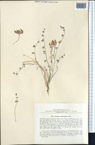Astragalus ammotrophus Bunge, Middle Asia, Syr-Darian deserts & Kyzylkum (M7) (Uzbekistan)
