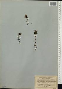 Pedicularis pennellii Hultén, Siberia, Chukotka & Kamchatka (S7) (Russia)