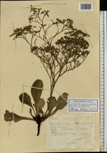 Limonium sareptanum (A. K. Becker) Gams, Eastern Europe, Eastern region (E10) (Russia)