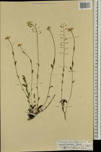 Noccaea thlaspidioides (Pall.) F.K.Mey., Mongolia (MONG) (Mongolia)