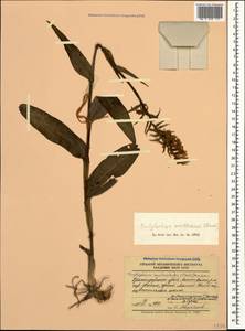 Dactylorhiza urvilleana (Steud.) H.Baumann & Künkele, Caucasus, Krasnodar Krai & Adygea (K1a) (Russia)
