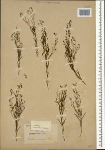 Thesium ramosum Hayne, Caucasus, North Ossetia, Ingushetia & Chechnya (K1c) (Russia)