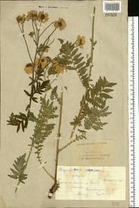 Tanacetum corymbosum subsp. corymbosum, Eastern Europe, Eastern region (E10) (Russia)