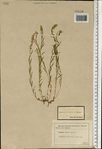 Polygala comosa Schkuhr, Eastern Europe, Central forest-and-steppe region (E6) (Russia)