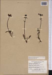 Pedicularis ornithorhyncha Benth., America (AMER) (Canada)