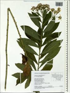 Senecio sarracenicus L., Eastern Europe, Central region (E4) (Russia)