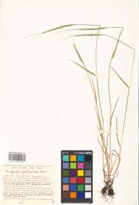 Aegilops cylindrica Host, Eastern Europe, Moscow region (E4a) (Russia)