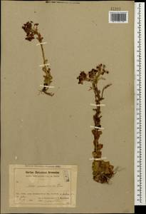 Prometheum sempervivoides (M. Bieb.) H. Ohba, Caucasus, Armenia (K5) (Armenia)
