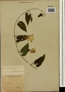 Calystegia sepium (L.) R. Br., Crimea (KRYM) (Russia)