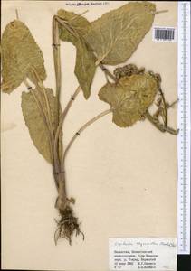 Vickifunkia thyrsoidea (Ledeb.) C. Ren, L. Wang, I. D. Illar. & Q. E. Yang, Middle Asia, Muyunkumy, Balkhash & Betpak-Dala (M9) (Kazakhstan)