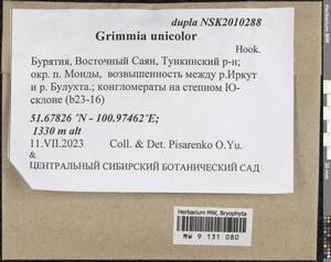 Grimmia unicolor Hook. ex Grev., Bryophytes, Bryophytes - Baikal & Transbaikal regions (B18) (Russia)