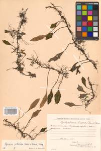 Pyrrosia petiolosa (Christ) Ching, Siberia, Russian Far East (S6) (Russia)