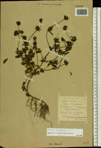 Bidens tripartita L., Eastern Europe, Central forest region (E5) (Russia)