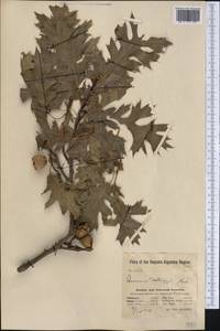 Quercus kelloggii Newb., America (AMER) (United States)