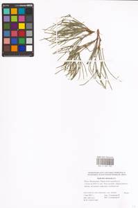 Ephedra distachya L., Eastern Europe, Lower Volga region (E9) (Russia)