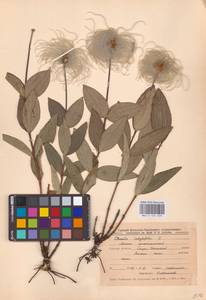 Clematis integrifolia L., Eastern Europe (no precise locality) (E0)