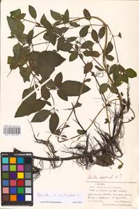 MHA 0 158 467, Mentha × verticillata L., Eastern Europe, Estonia (E2c) (Estonia)