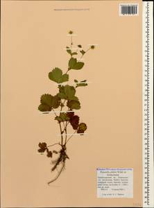 Potentilla elatior Willd. ex Schltdl., Caucasus, Krasnodar Krai & Adygea (K1a) (Russia)