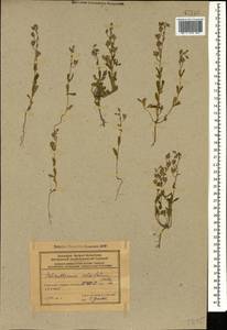Helianthemum salicifolium (L.) Miller, Caucasus, Azerbaijan (K6) (Azerbaijan)