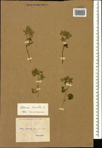 Althaea hirsuta L., Caucasus, Georgia (K4) (Georgia)