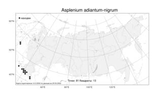Asplenium adiantum-nigrum L., Atlas of the Russian Flora (FLORUS) (Russia)