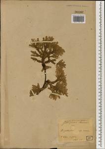 Juniperus chinensis L., South Asia, South Asia (Asia outside ex-Soviet states and Mongolia) (ASIA) (Japan)