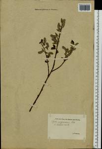 Salix myrsinifolia Salisb., Eastern Europe, Estonia (E2c) (Estonia)