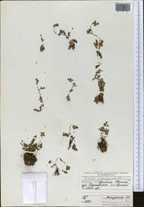 Vicatia atrosanguinea (Kar. & Kir.) P. K. Mukh. & Pimenov, Middle Asia, Pamir & Pamiro-Alai (M2) (Tajikistan)