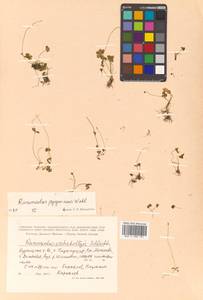 Ranunculus pygmaeus Wahlenb., Siberia, Russian Far East (S6) (Russia)