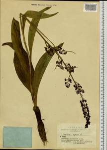 Veratrum nigrum L., Siberia, Altai & Sayany Mountains (S2) (Russia)