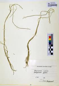 MAG 0003241, Sparganium gramineum Georgi, Siberia, Chukotka & Kamchatka (S7) (Russia)