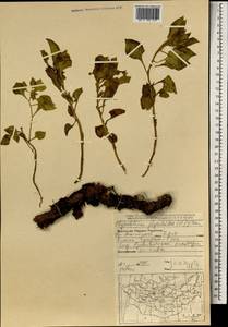 Physochlaina physaloides (L.) G. Don, Mongolia (MONG) (Mongolia)