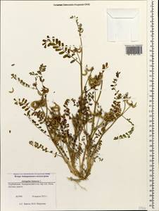 Astragalus hamosus L., Caucasus, Azerbaijan (K6) (Azerbaijan)