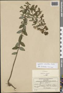 Hypericum maculatum Crantz, Eastern Europe, Moscow region (E4a) (Russia)