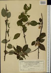 Malus sylvestris subsp. praecox (Pall.) Soó, Eastern Europe, Moscow region (E4a) (Russia)