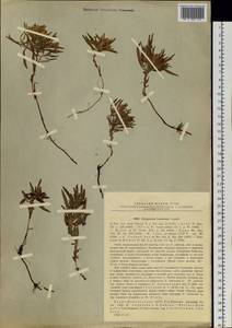 Koenigia ocreata (L.) T. M. Schust. & Reveal, Siberia, Baikal & Transbaikal region (S4) (Russia)