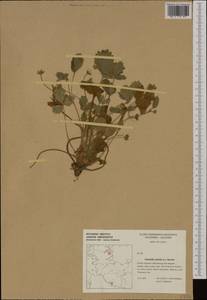 Potentilla sterilis (L.) Garcke, Western Europe (EUR) (Germany)