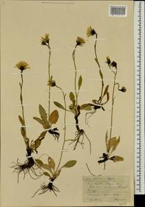 Hieracium alpinum L., Eastern Europe, Northern region (E1) (Russia)