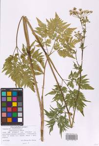 Chaerophyllum aureum L., Eastern Europe, North-Western region (E2) (Russia)