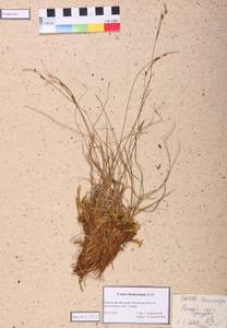 Carex lasiocarpa Ehrh., Siberia, Altai & Sayany Mountains (S2) (Russia)