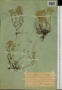 Odontarrhena obovata C.A.Mey., Siberia, Western (Kazakhstan) Altai Mountains (S2a) (Kazakhstan)